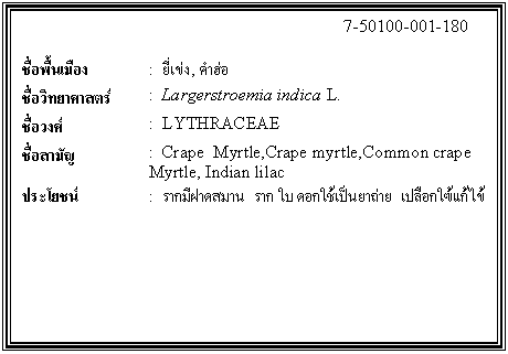 กล่องข้อความ: 7-50100-001-180 ชื่อพื้นเมือง : ยี่เข่ง , คำฮ่อ ชื่อวิทยาศาสตร์ : Largerstroemia indica L. ชื่อวงศ์ : LYTHRACEAE ชื่อสามัญ : Crape Myrtle,Crape myrtle,Common crape Myrtle, Indian lilac ประโยชน์ : รากมีฝาดสมาน ราก ใบ ดอกใช้เป็นยาถ่าย เปลือกใฃ้แก้ไข้